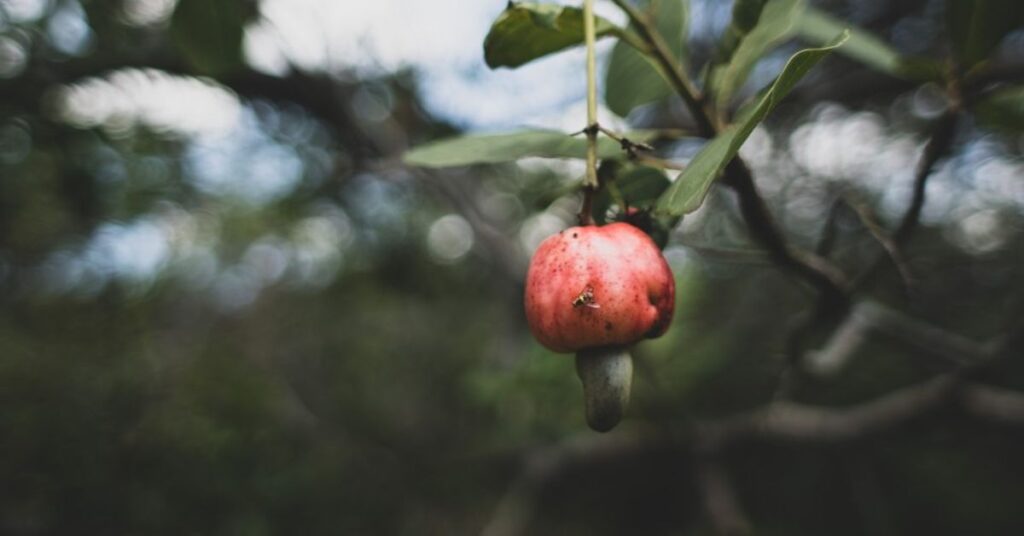 Cashew Farm in Goa